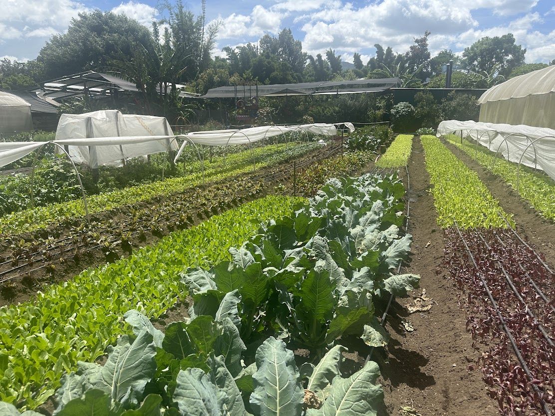 Rows of lettuces and greens under low tunnels